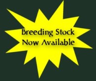 Breeding Stock