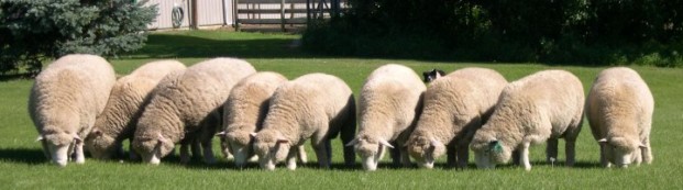 Moonshine Ewe Lambs